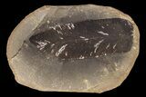 Fossil Neuropteris Seed Fern Leaf (Pos/Neg) - Mazon Creek #87711-1
